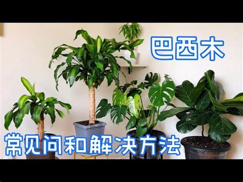 室內巴西鐵樹|【室內巴西鐵樹】室內巴西鐵樹：耐陰耐旱，半個月不。